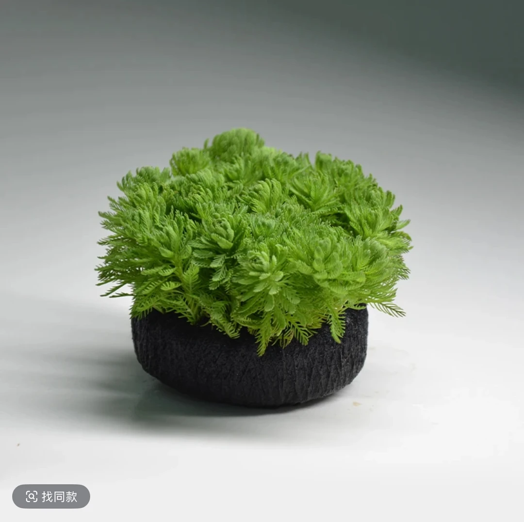 羽毛宝塔-3天长高 两周变红000