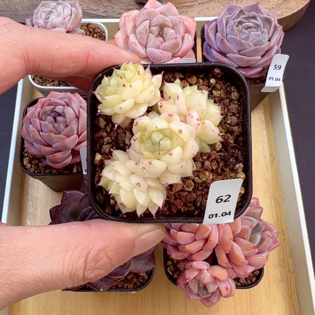 好好看62、哈哈哈哈