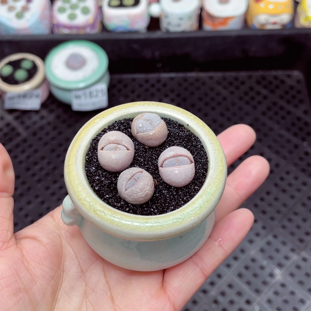 w1826 -零下地区拍保温箱-15支持寄养