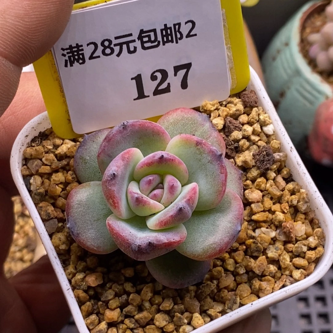 2127黑橙子石化单头