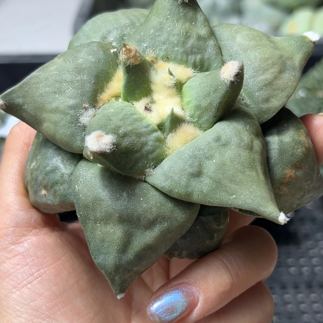 294 有根 仙人球的世界