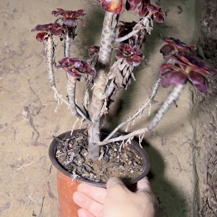 晚霞多肉植物法师8588