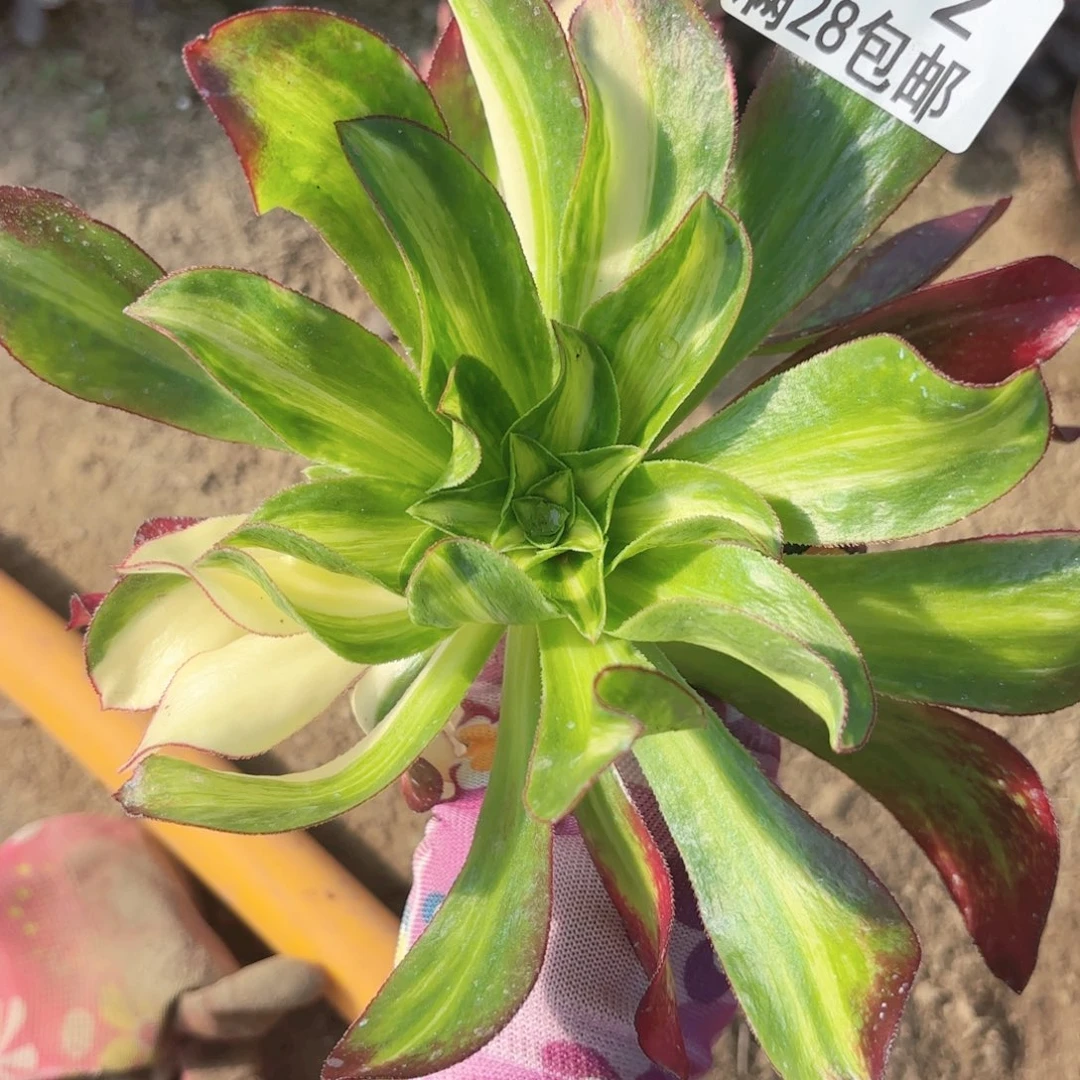 A. 6092魅影中班七彩多肉