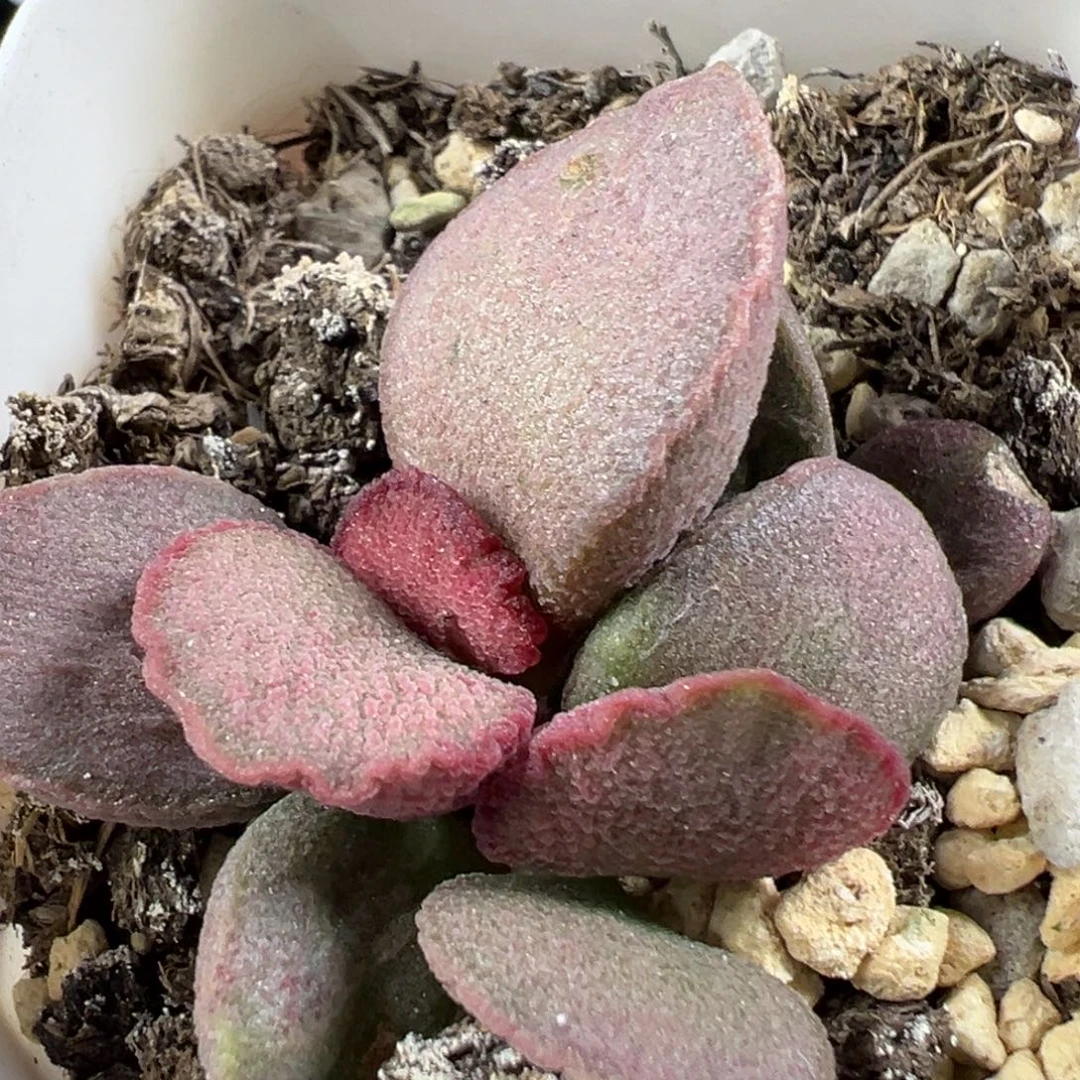 w妖姬磨砂蛋多肉植物水泡