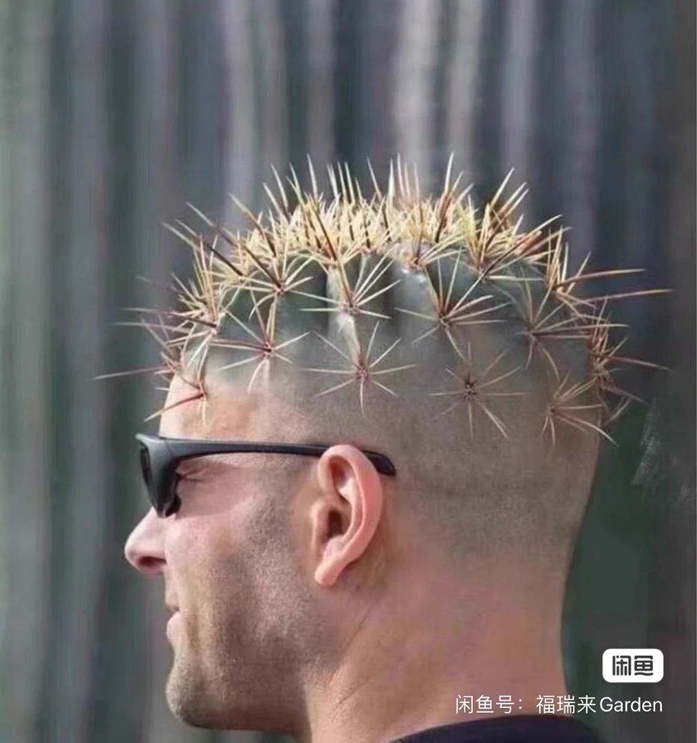 花友草球专拍链接1（不退不换请慎拍）