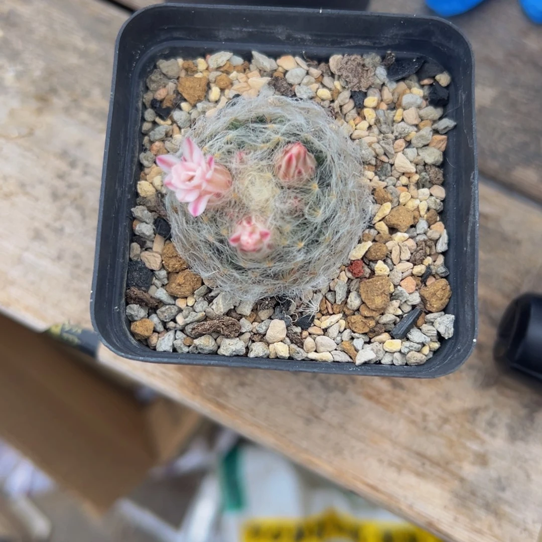 竹***火仙人球多肉植物脱土