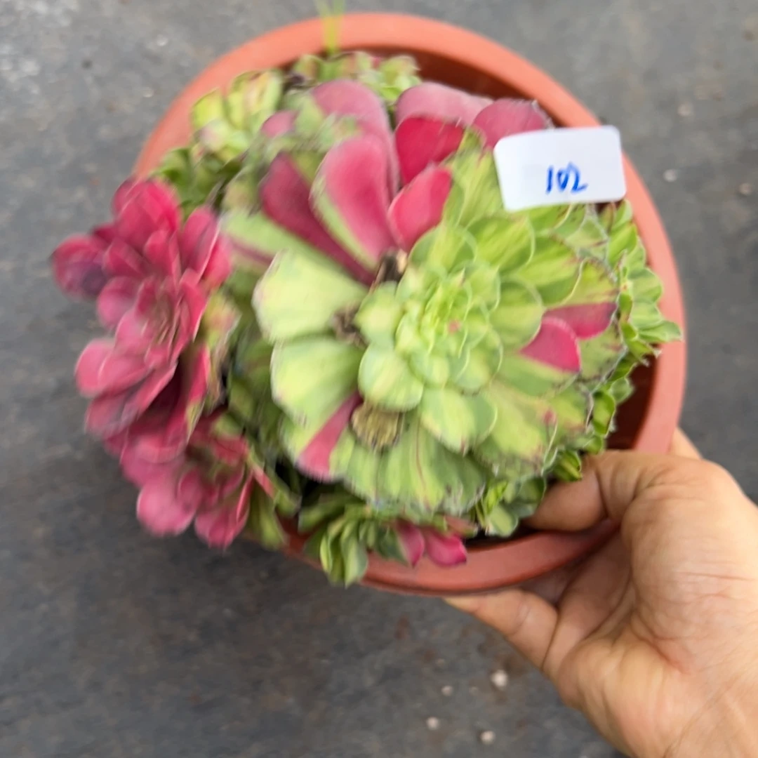 102知否多肉植物一
