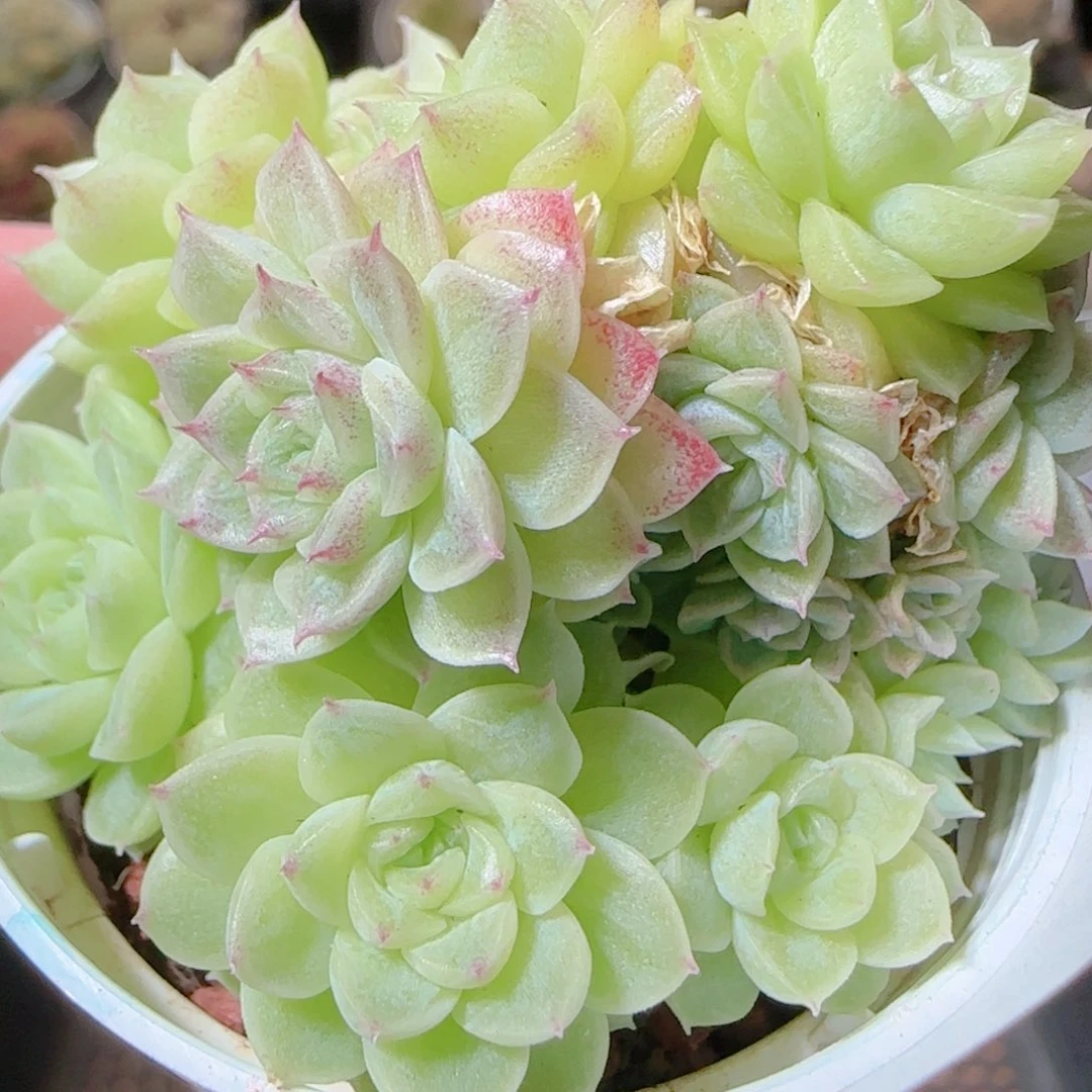 花语逸镜1116-554散