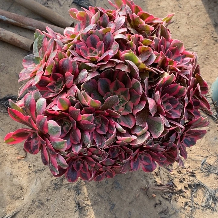 女妖61多肉植物法师法师