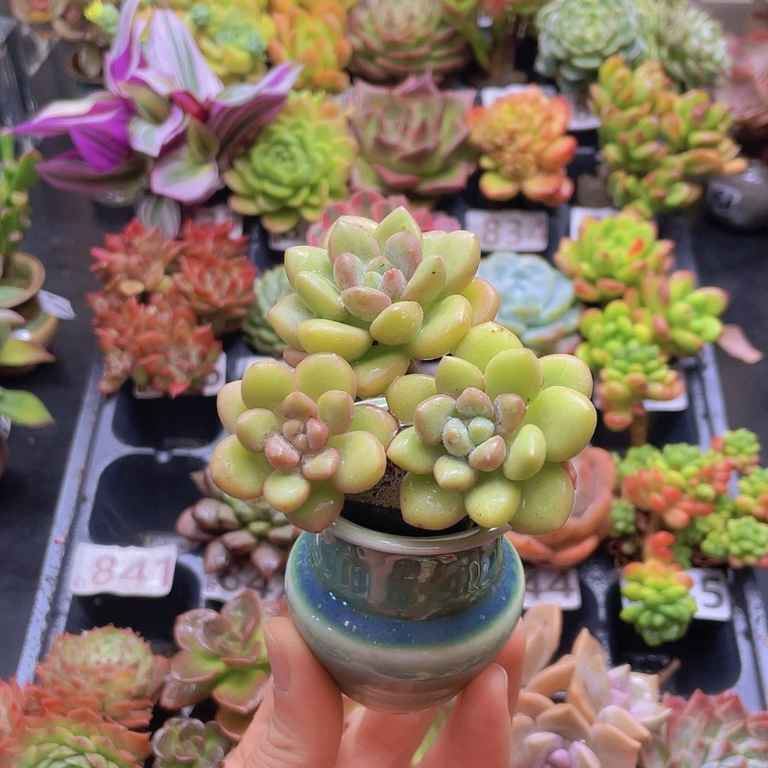 葡***诚花钱花钱花钱花钱花钱