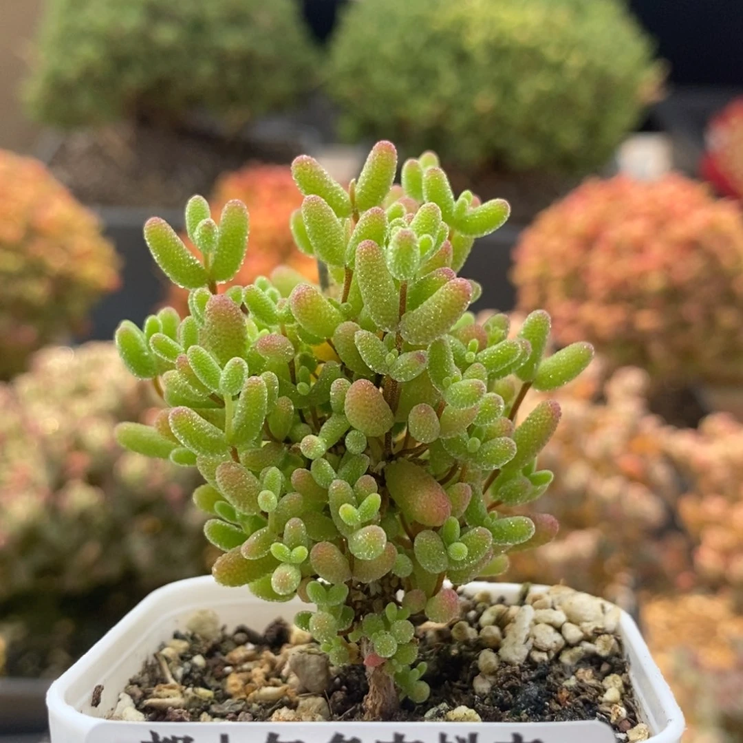 是****懒蜜橘糖球8334枝干番杏