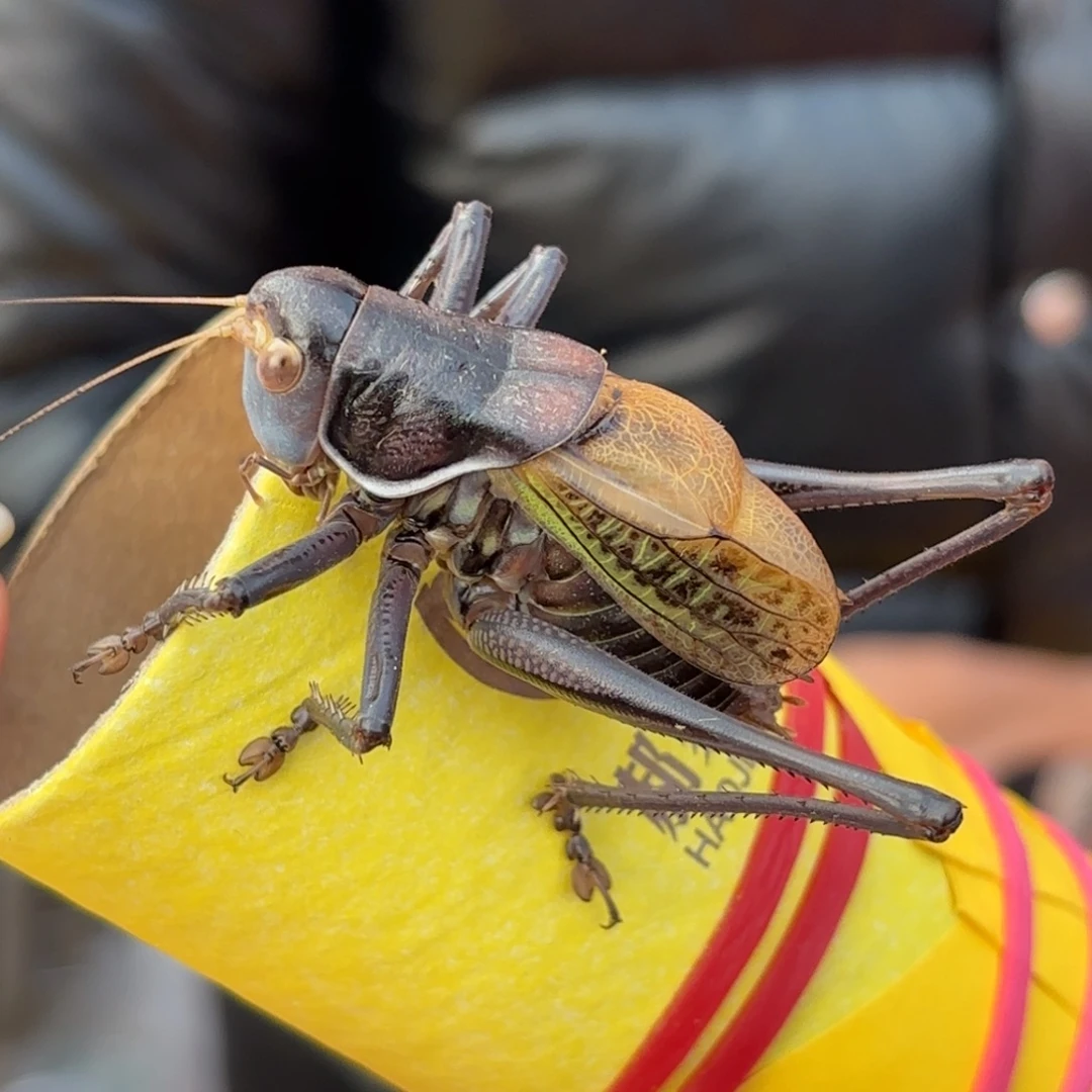 @***良蝈蝈蝈蝈福福价格