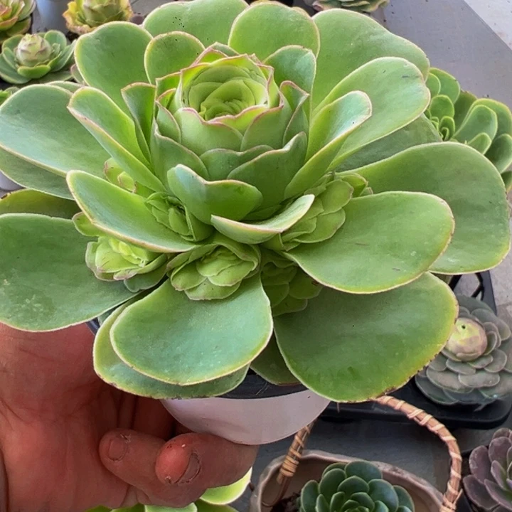 精品帕系山地玫瑰