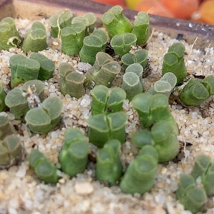 双头粉佛肚风铃一颗   买2送 1