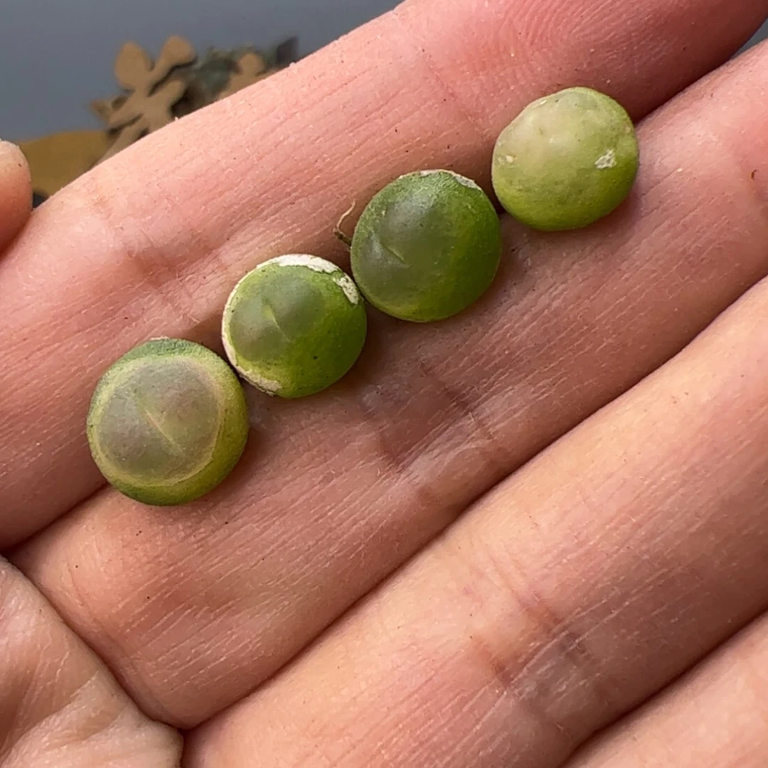 【闪购商品】000000018