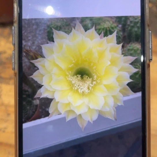 露露黄白6-7公分左右