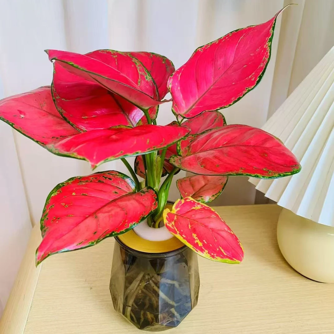 吉利红如意盆栽hh水培植物吸除甲醛四季好养易活