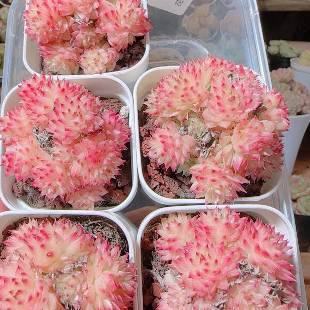 花语逸镜1115-160上量一个散