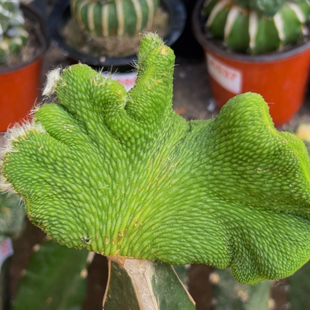 无花朵福利青舌缀化487