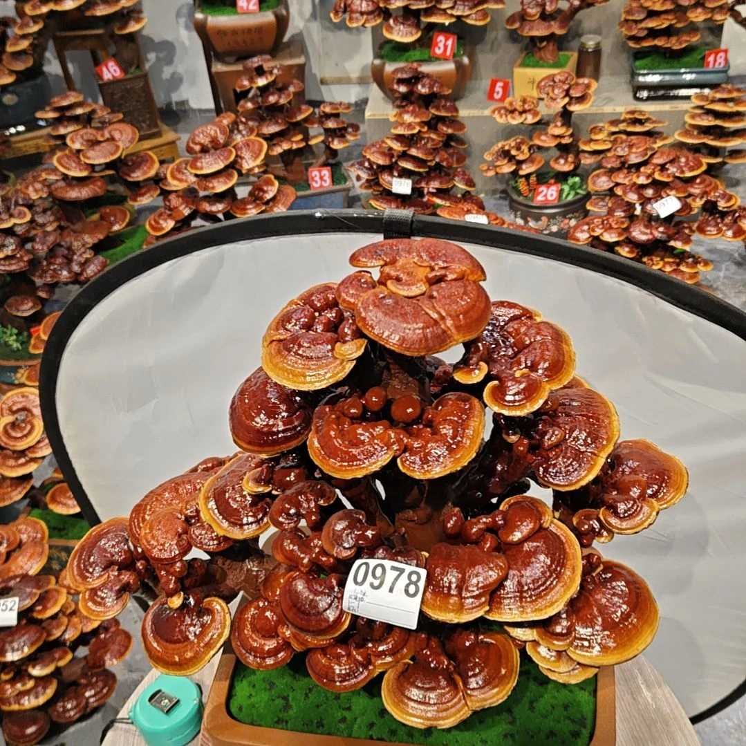 赤灵芝灵芝盆景灵芝花