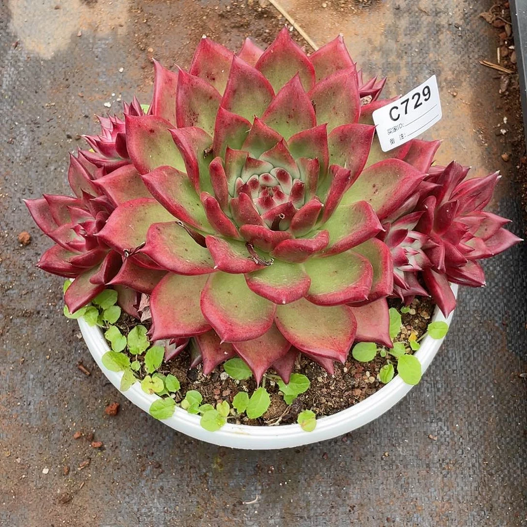 若茹东云单拍C729