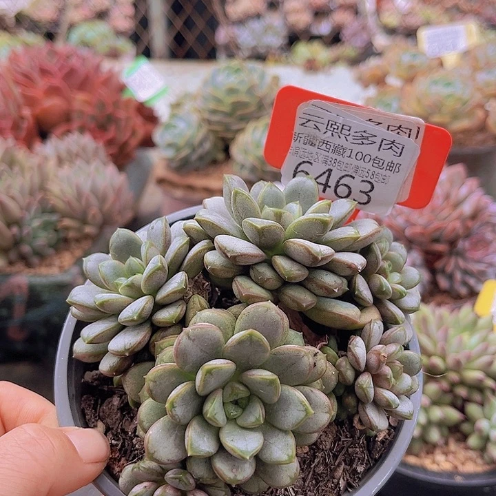 6463葡萄。