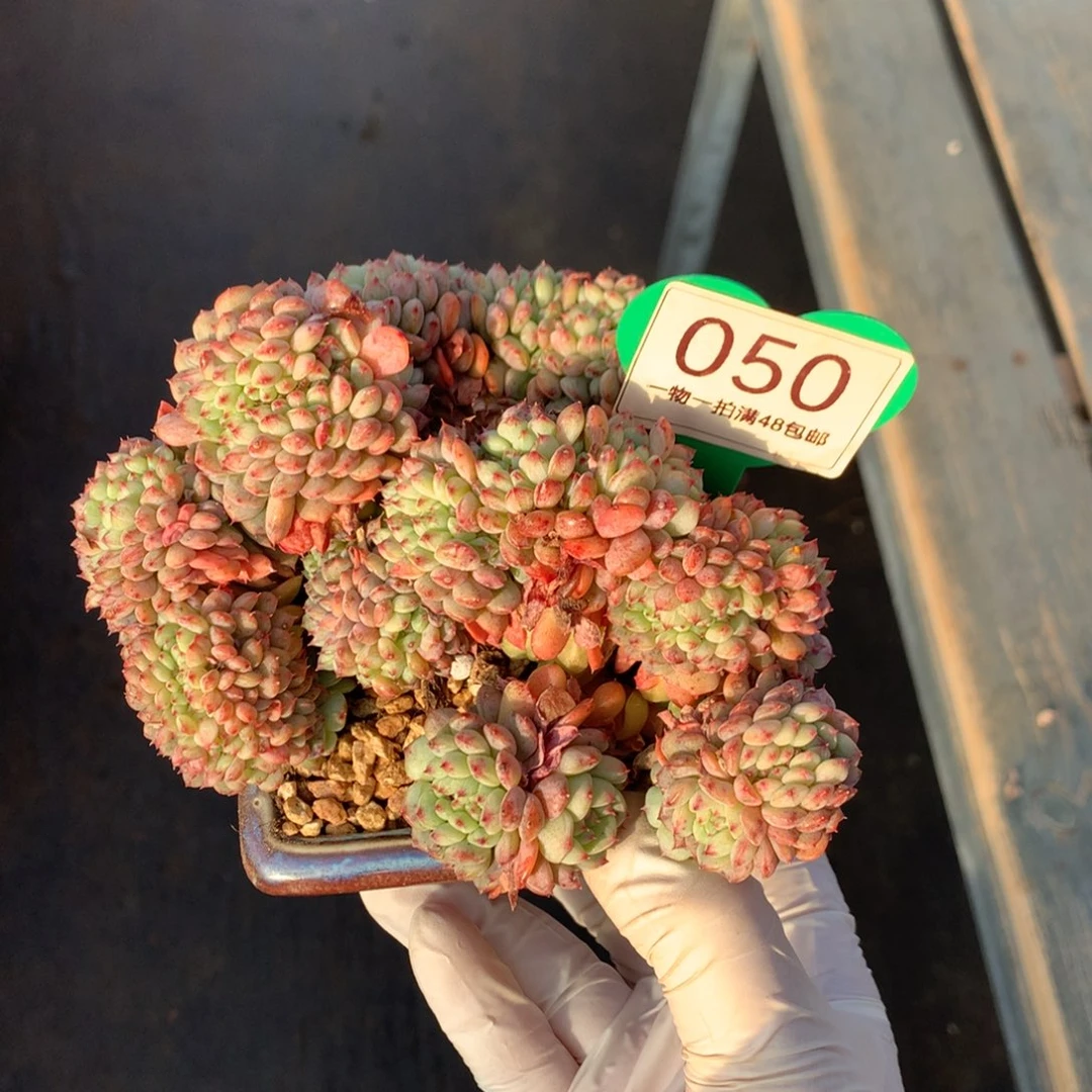 白胖子缀化一物一拍050