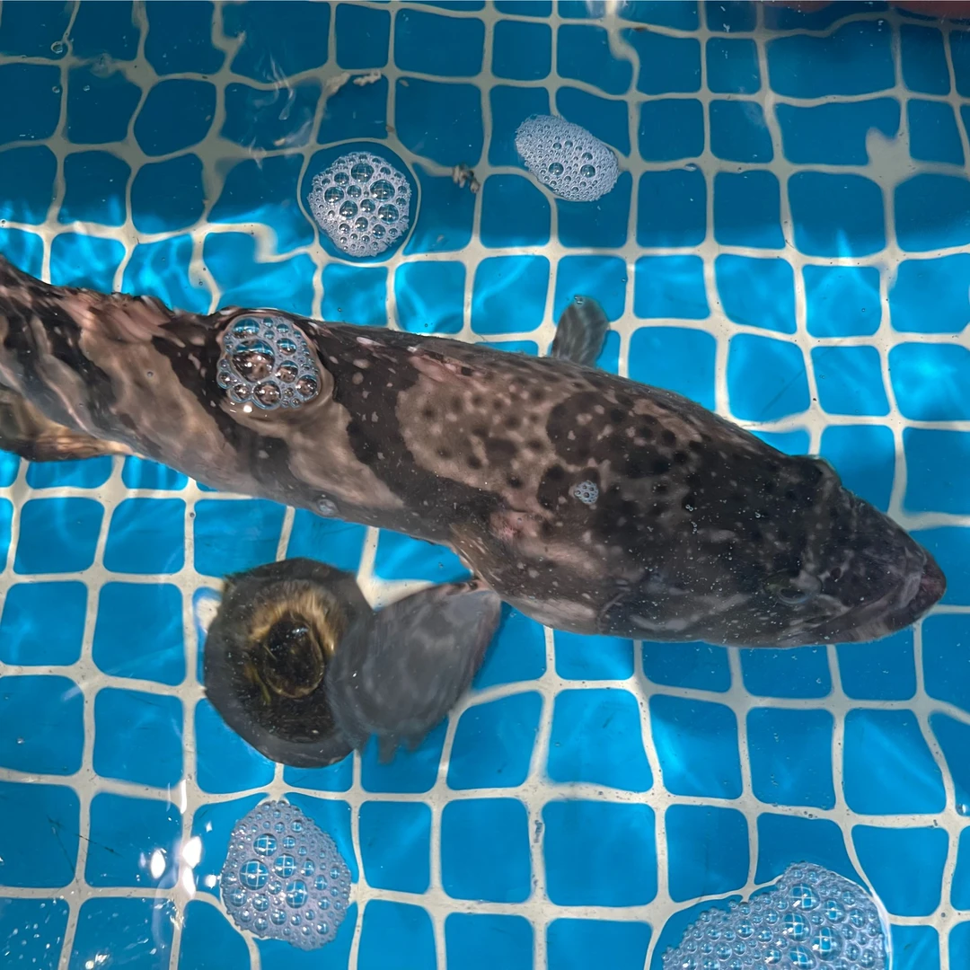 【石斑鱼】现场称重 1.8-2斤左右一只 【保鲜不保活】