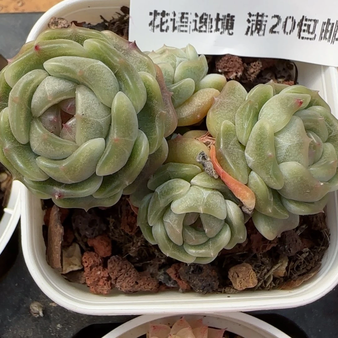 花语逸境0211-159