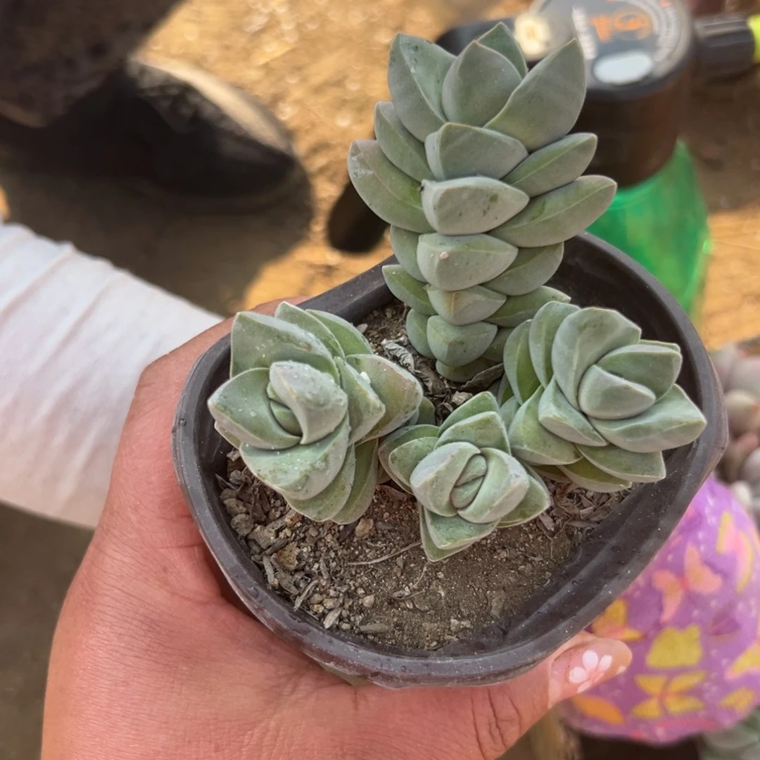 多肉植物多肉植物