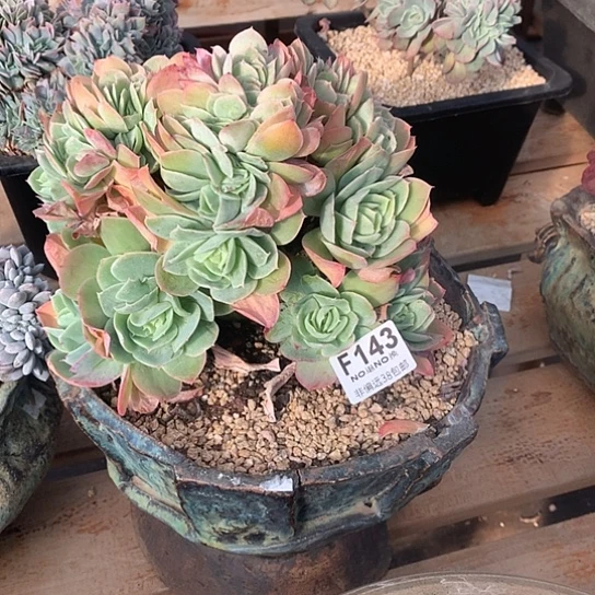 银翼缀化143 需要延迟发货7-8发