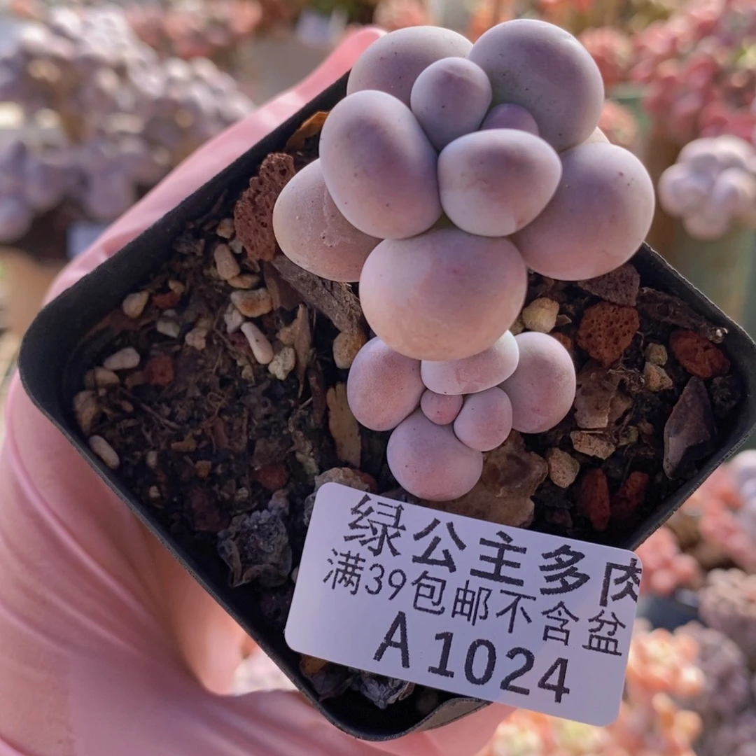 芭比奶洛5cm1024多肉植物