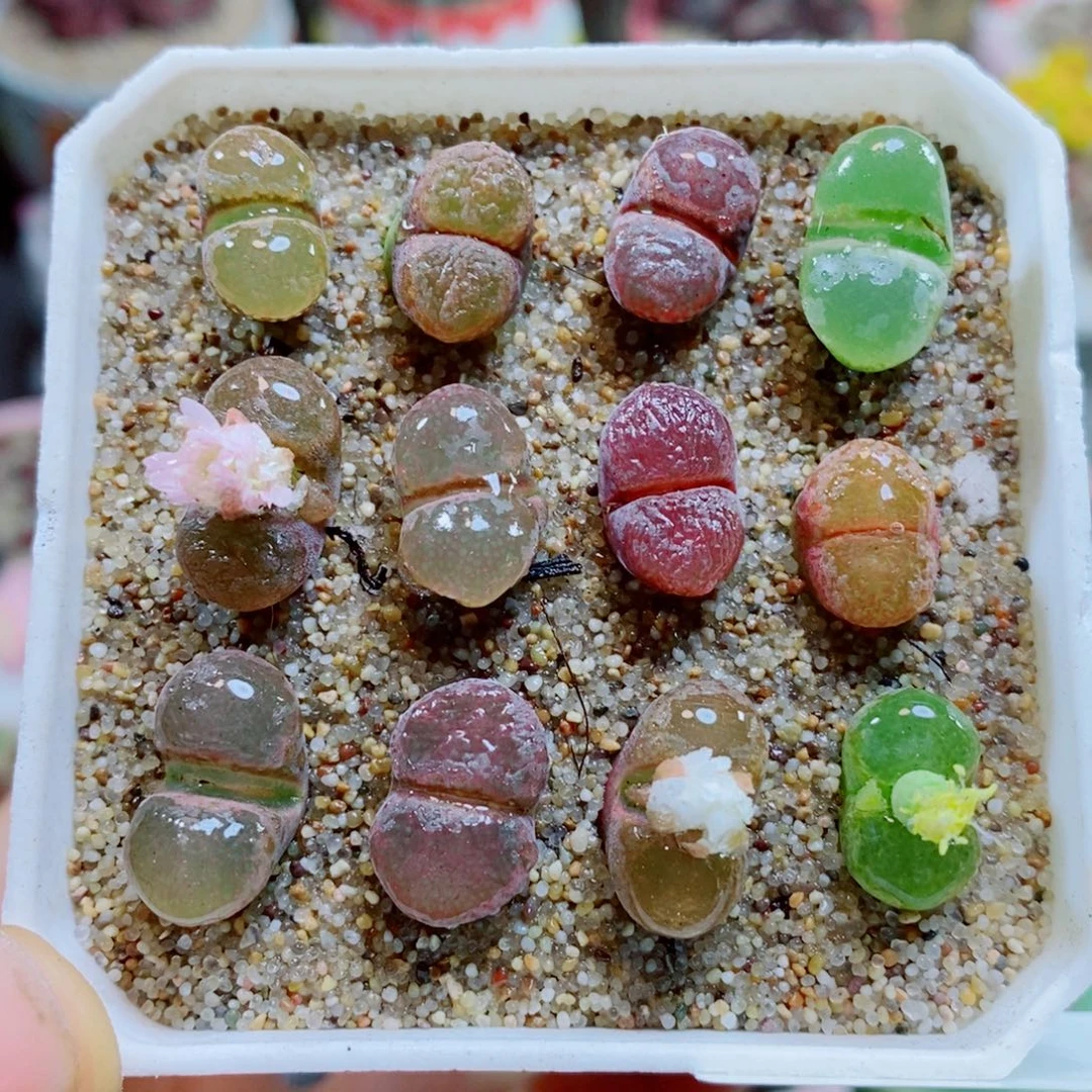 稳***福生石花花花花花花花218