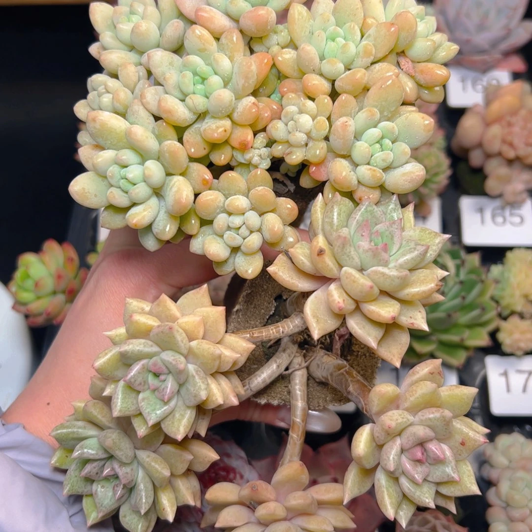 L****8两颗无土多肉…………大的