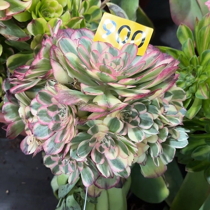 多肉植物海神900