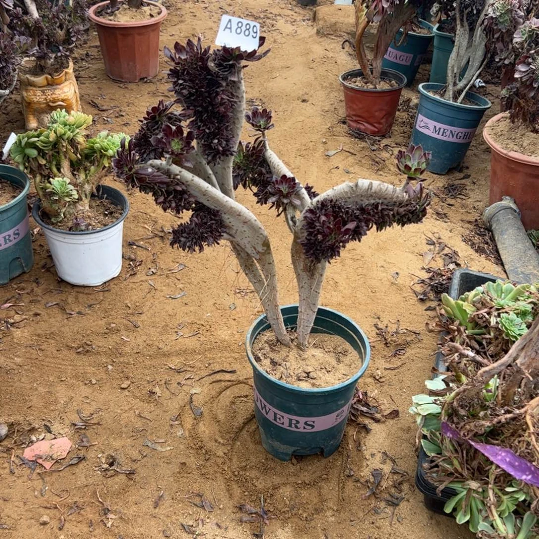 有伤黑缀889高度40厘米