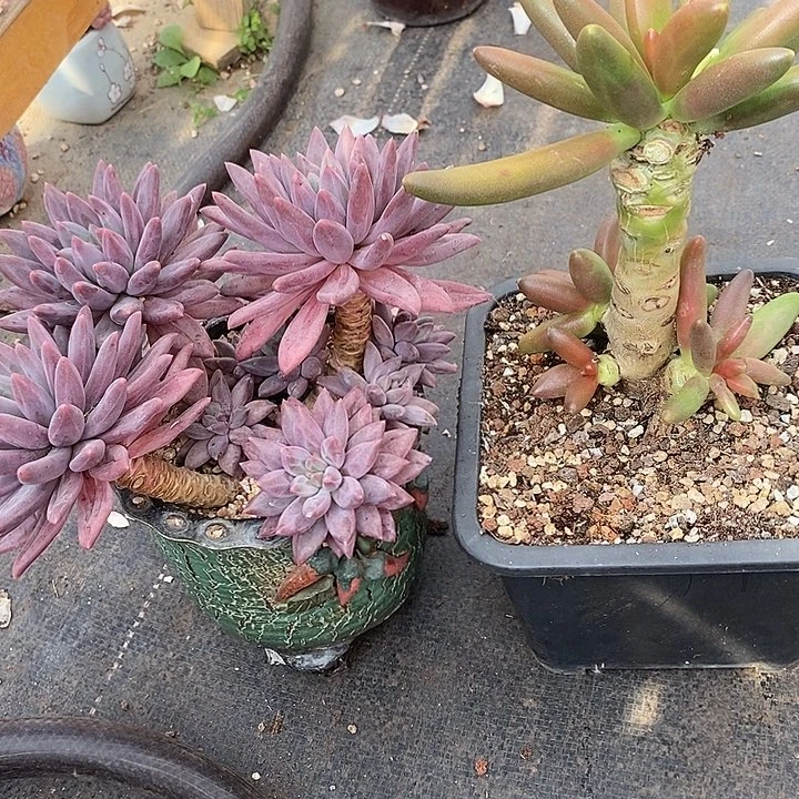 漂***瓶多肉植物肉肉植物
