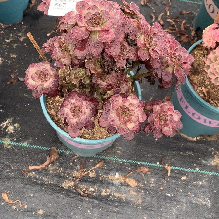 567晚霞多肉植物特价
