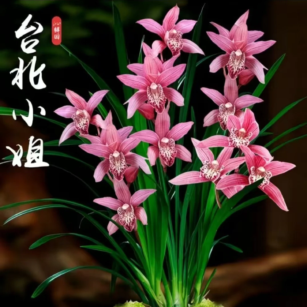 台北小姐四季开花浓香型兰花苗可净化空气适合室内养殖