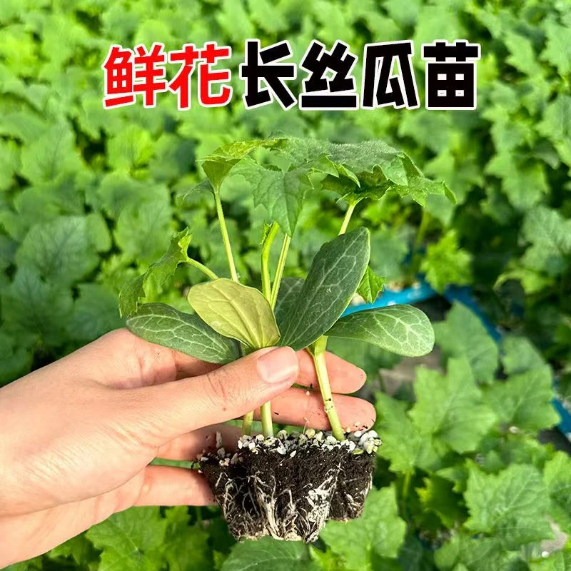 高产肉丝瓜穴盘苗早熟香丝瓜当季阳台农家庭院易养活蔬菜种苗