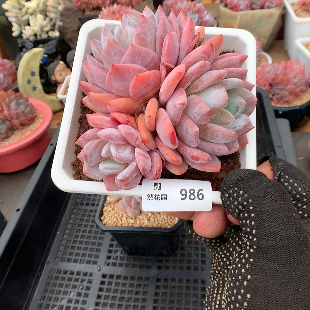 986梦露多肉植物66666