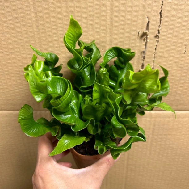 火焰鸟巢蕨室内桌面小绿植新手好养精致盆栽花卉