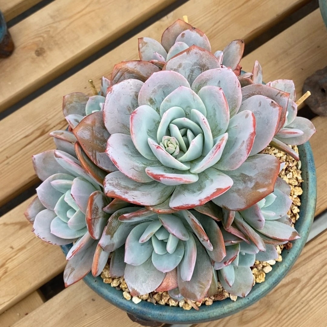 8捧1完美手捧花奶茶