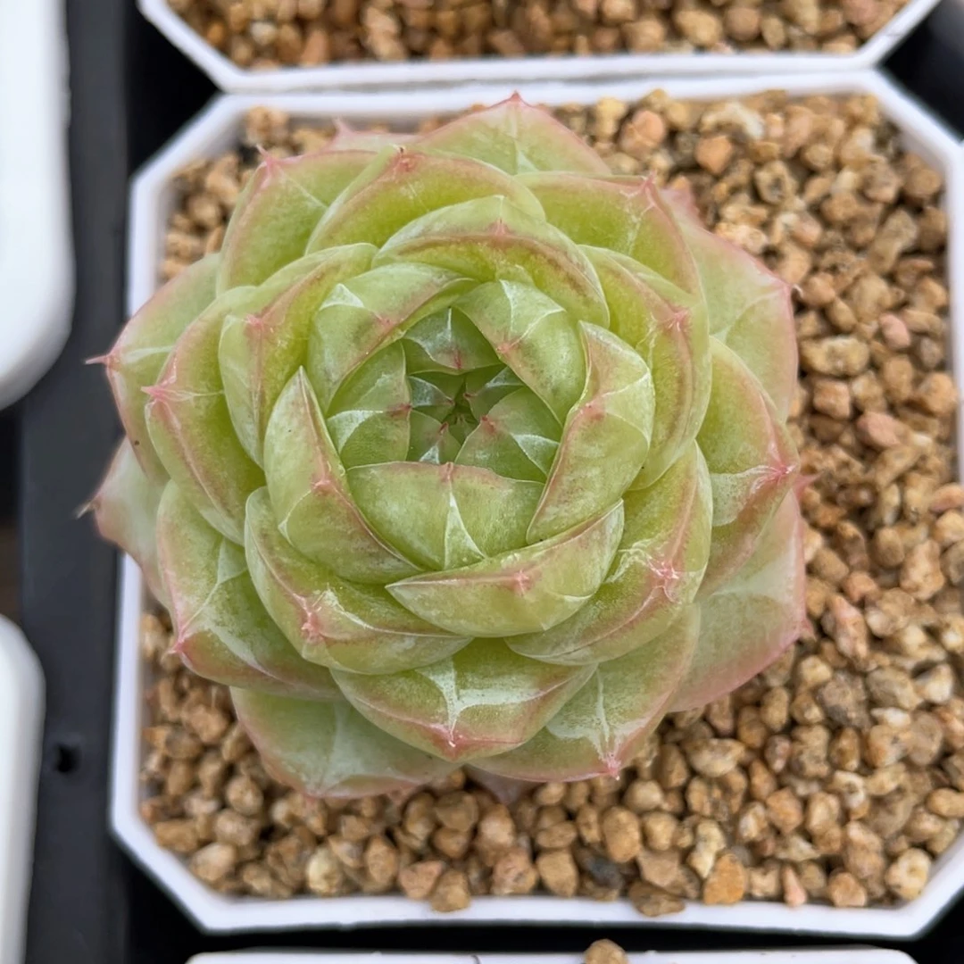 优选奶芙福利881