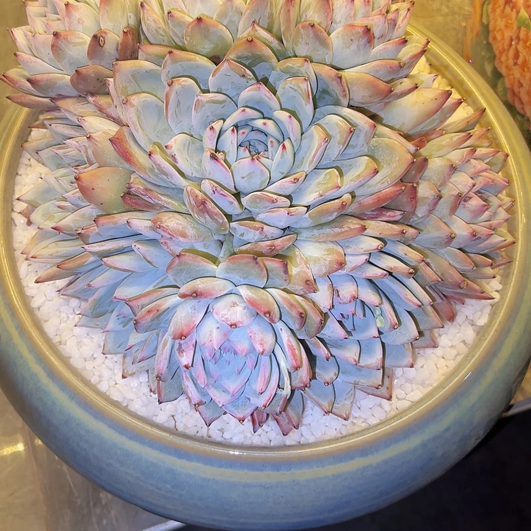 祖母绿祖母绿带盆