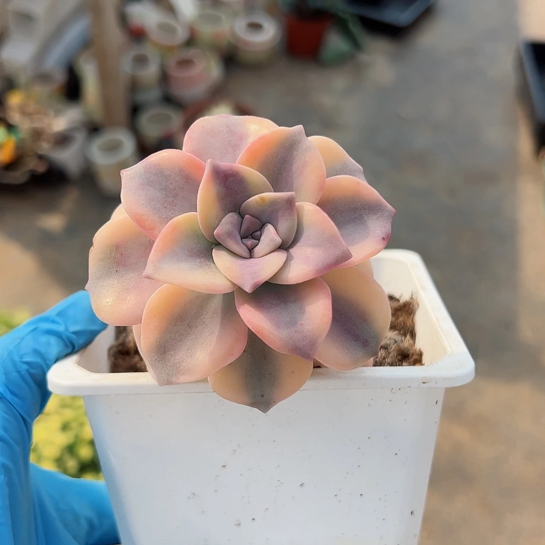 紫乐锦，覆轮锦多肉植物