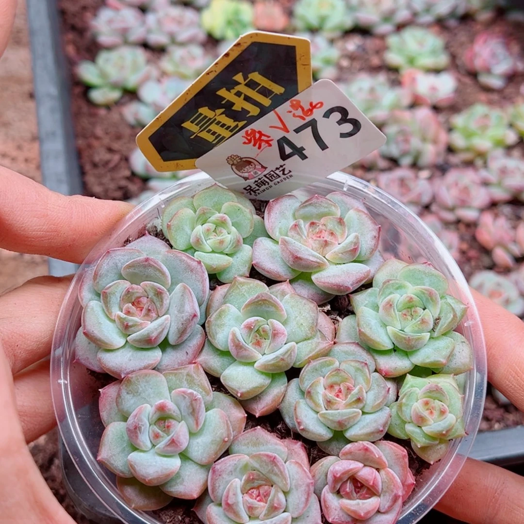 多肉植物多肉植物