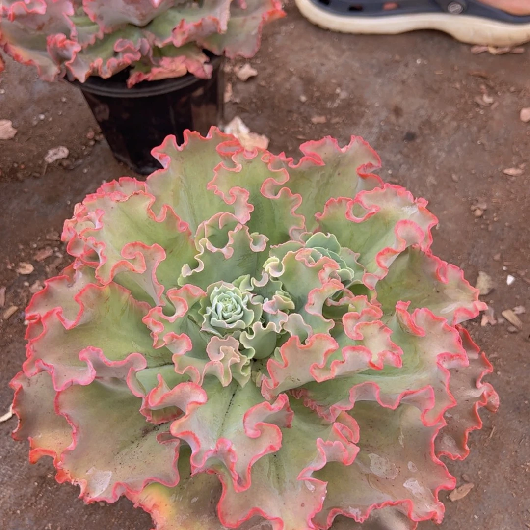 高莎之翁大单头老桩