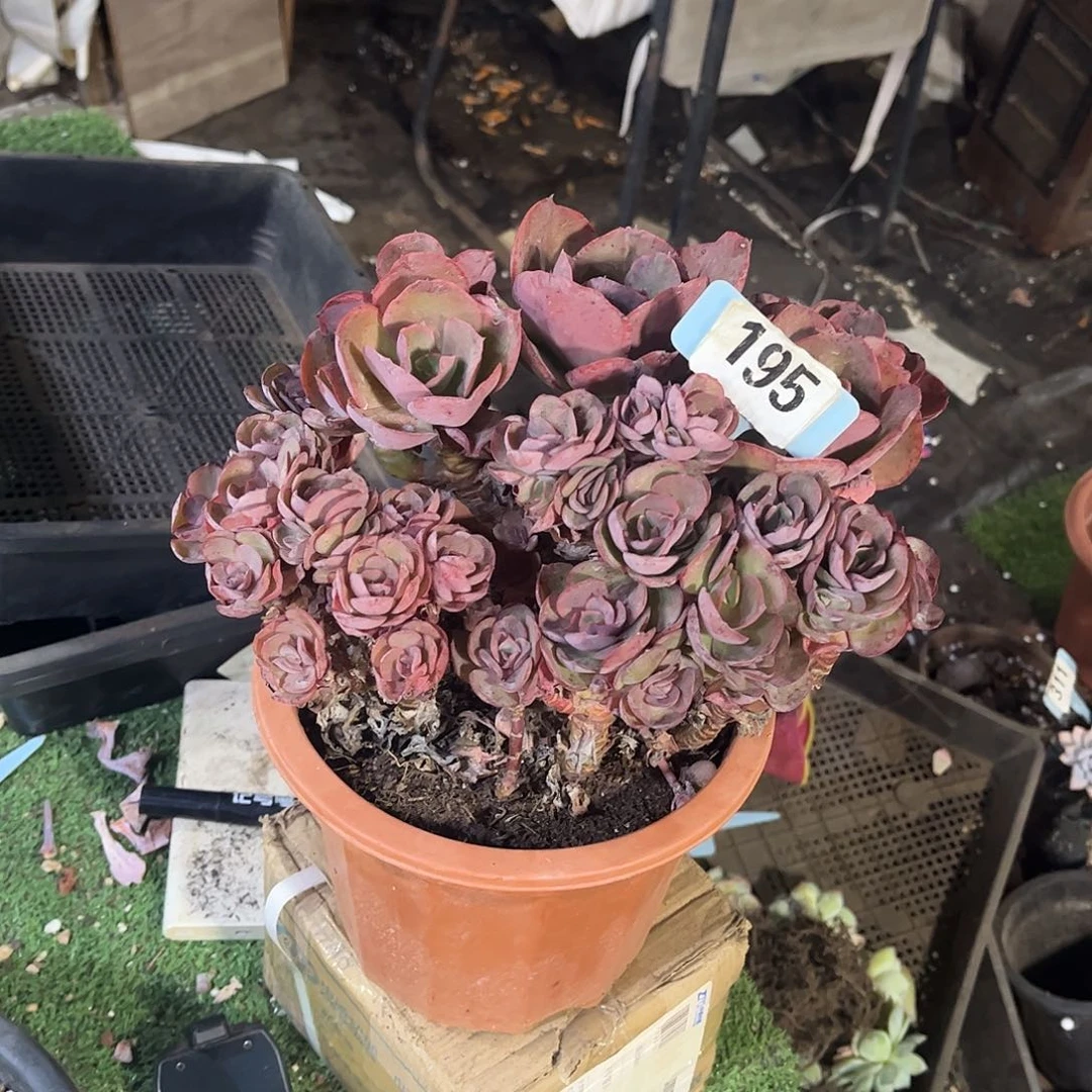 秀妍多肉植物保护195