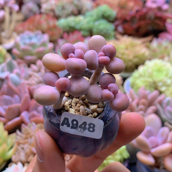 一物一拍含盆土满38包邮A948